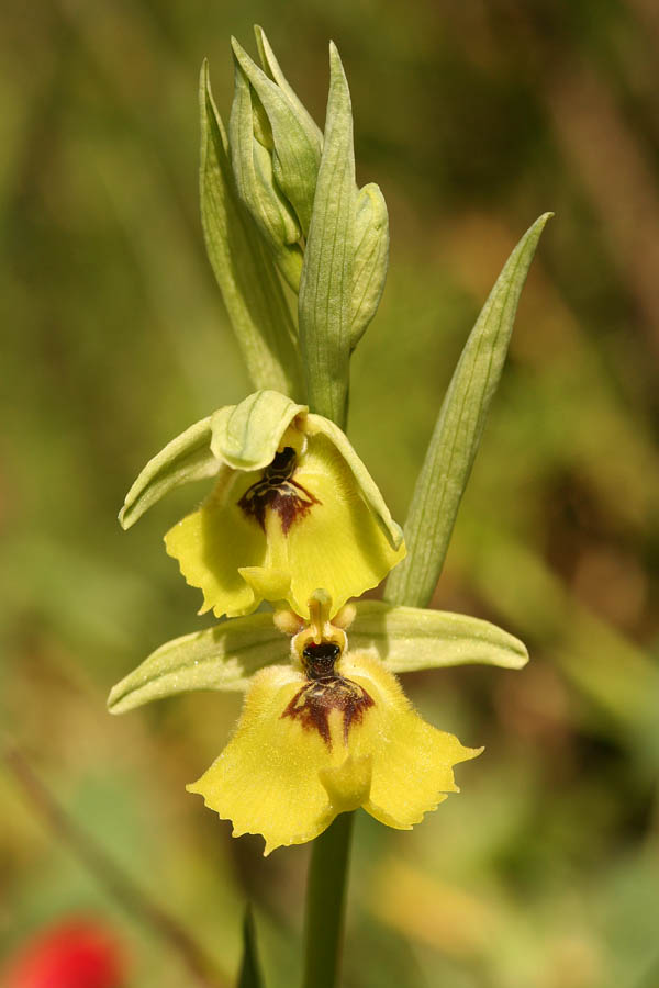 Ophrys oxyrrhynchos, Ophrys lacaitae e loro ibrido